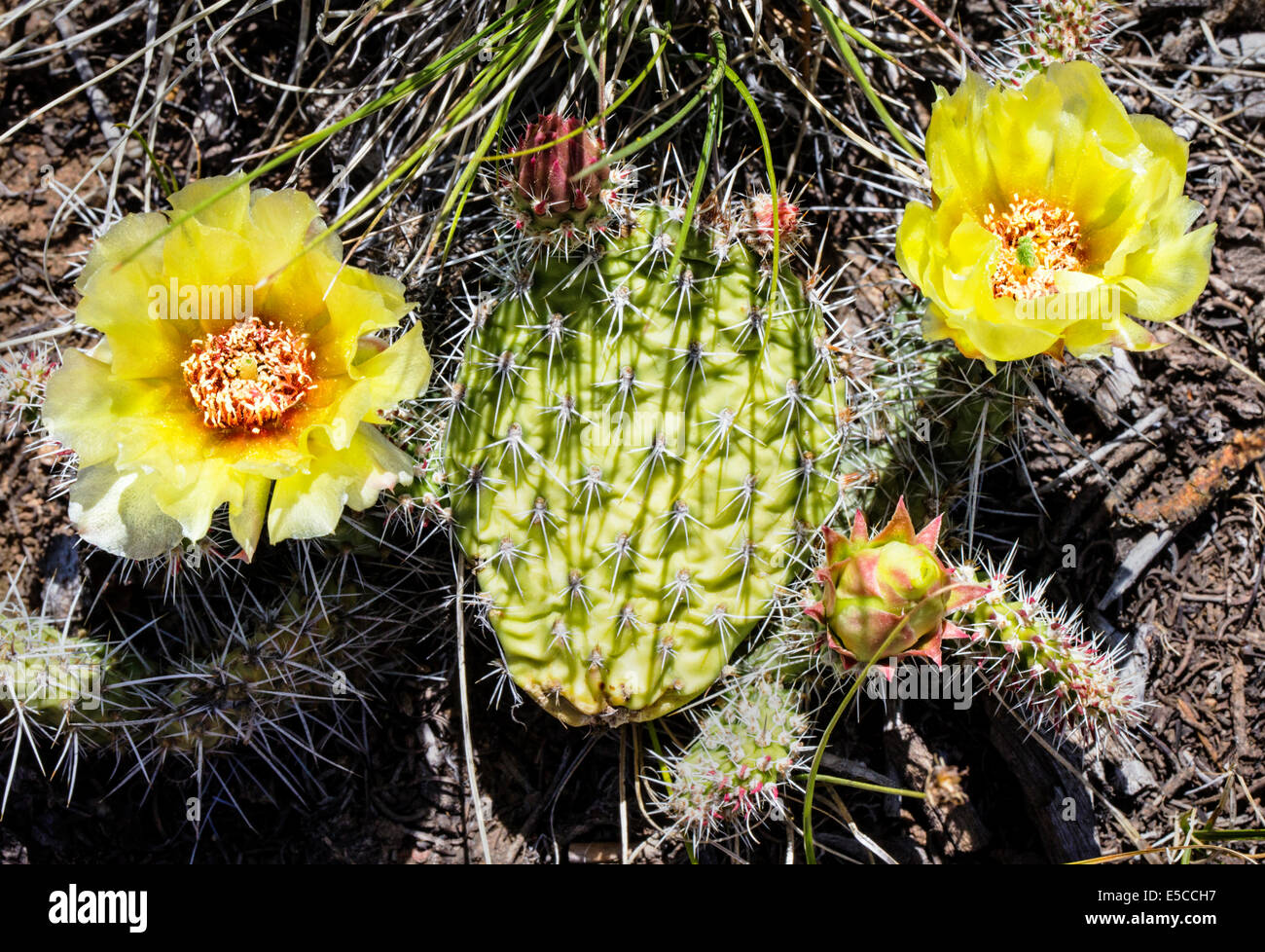 Opuntia polyacantha; Pricklypear Cactus; Cactaceae; Cactus; wildflowers in bloom, Central Colorado, USA Stock Photo