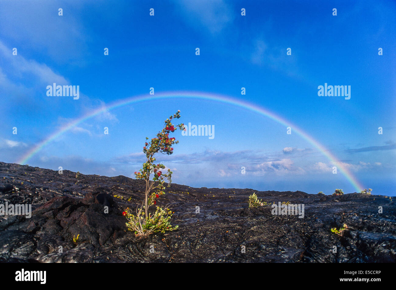 Double rainbow over ohia tree in growing in lava flow; Chain of Craters Road, Hawaii Volcanoes National Park. Stock Photo