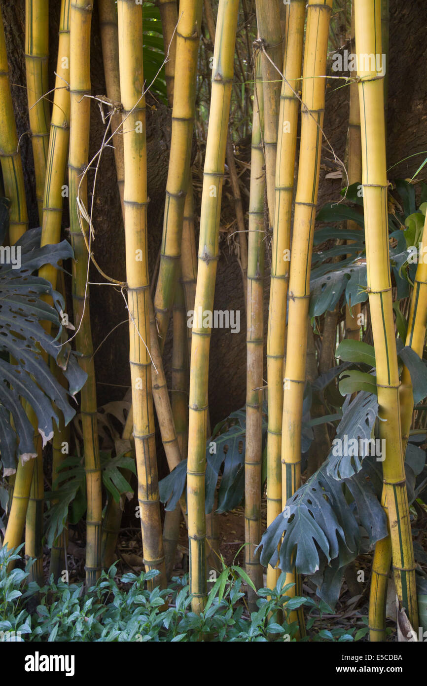 Grove of Bamboo plants.(Bambusa sp.).Bangalore,India Stock Photo