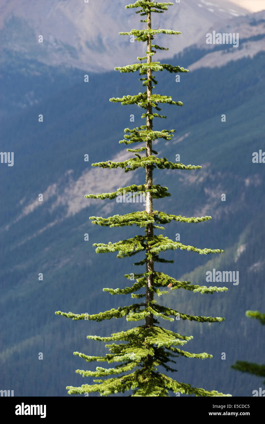 Elk203-2126v Canada, British Columbia, Yoho National Park, spruce tree Stock Photo