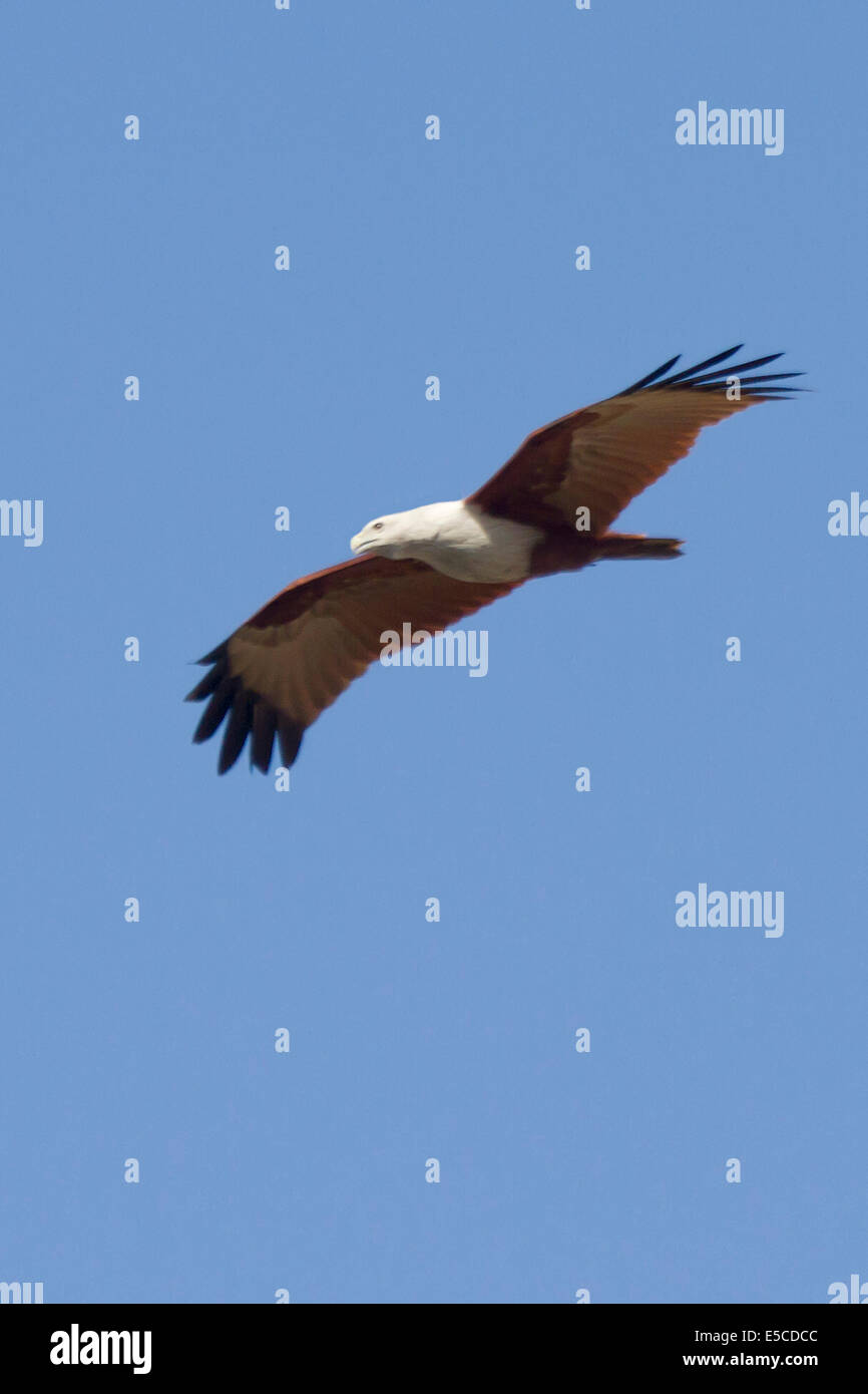 Brahminy Kite in flight.(Haliastur indus).Bangalore,Inida Stock Photo