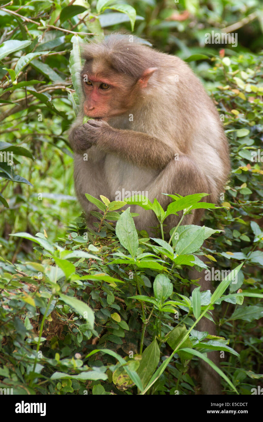 Bonnet Mcaque eatting fruit.(Macaca radiata).Periyar Tiger Reserve,India Stock Photo