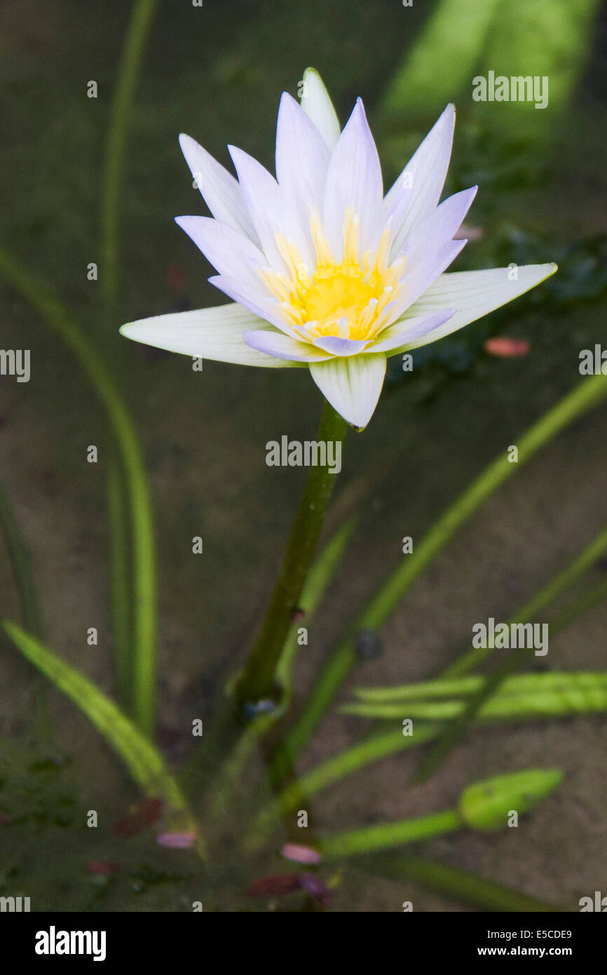 Water Lily growing in pond.(Nymphaea sp.).rural India Stock Photo