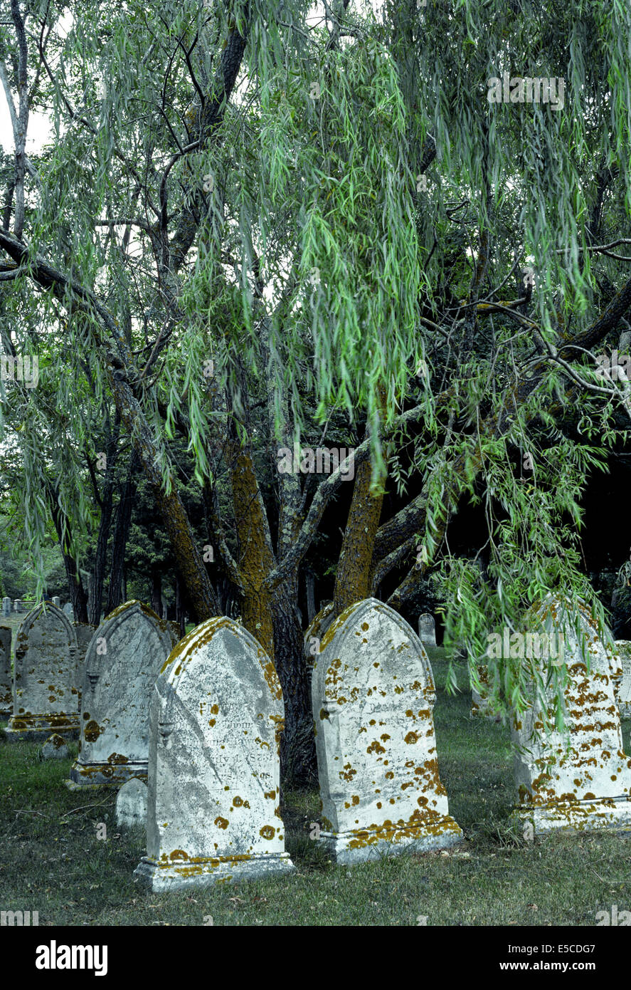 Old gravestones from the 1800s with growths of lichen are found in this New England cemetery in Cape Cod, Massachusetts (MA), USA. Stock Photo