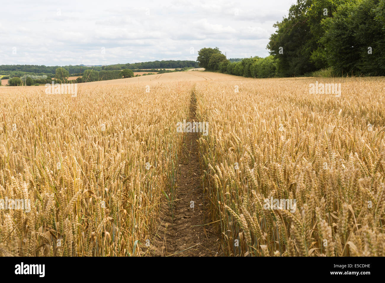 Tractor tracks in a field of golden, ripe wheat in summer awaiting ...