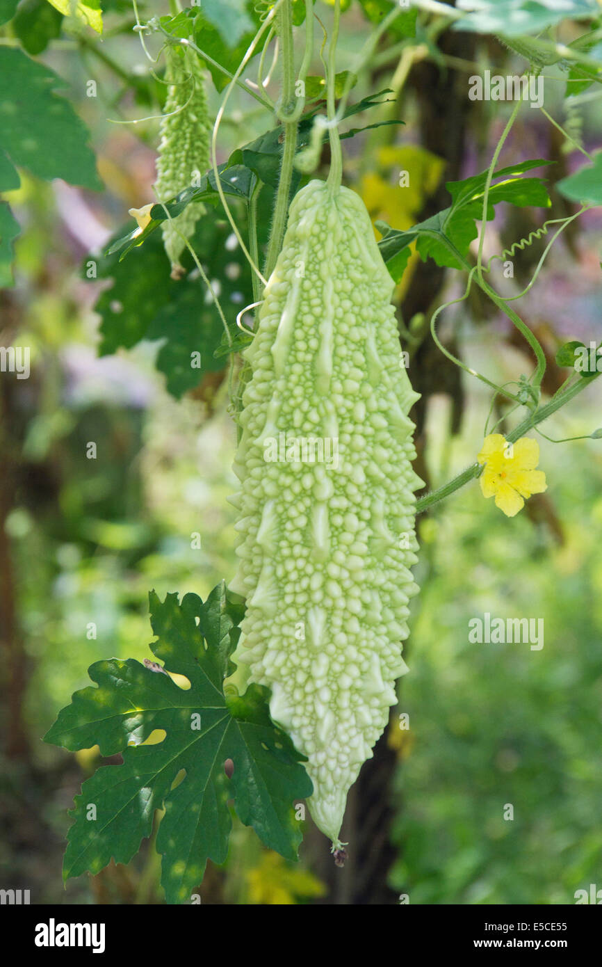 Bitter Gourd growing is used in cooking to produce a bitter flavor.(Momoridica charantia).Kerala Backwaters,India Stock Photo