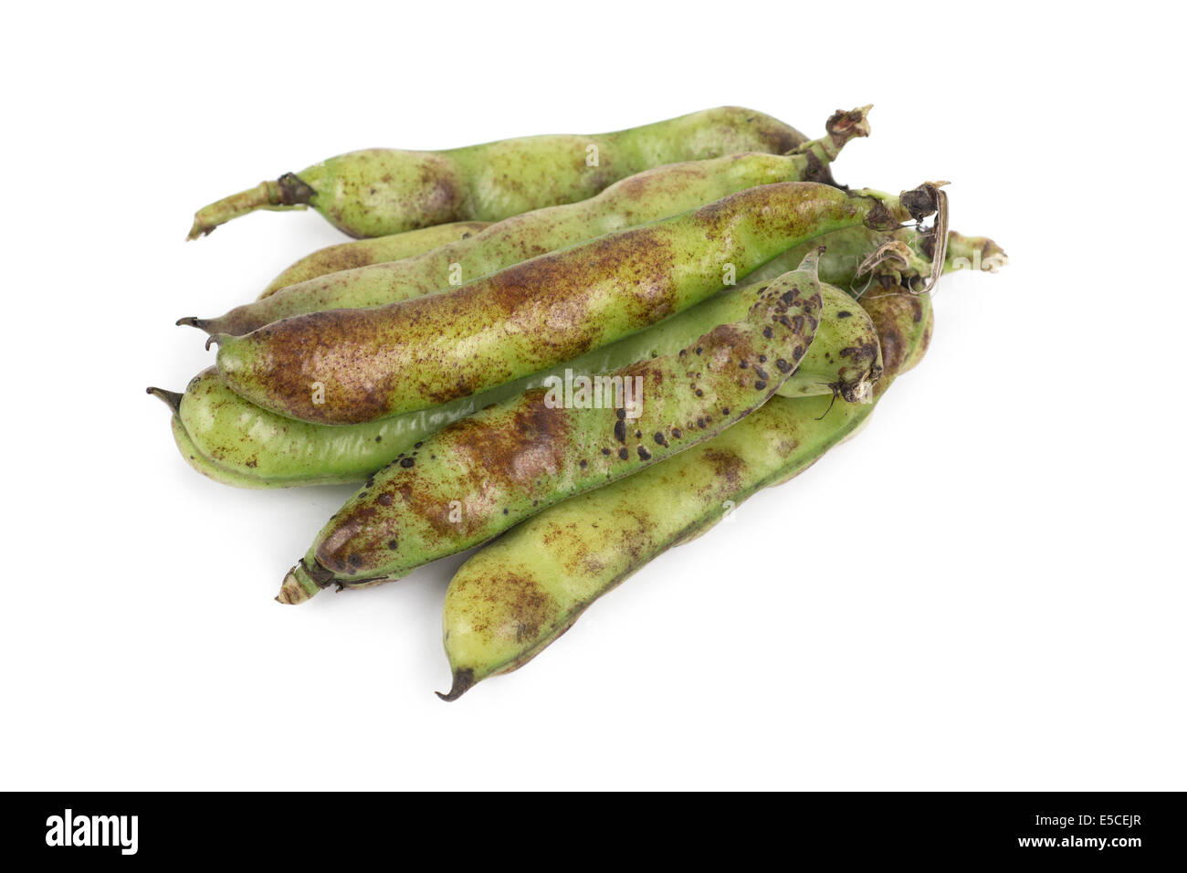 Broad Beans, Mature, Ripe Fava Beans in Pods Stock Photo