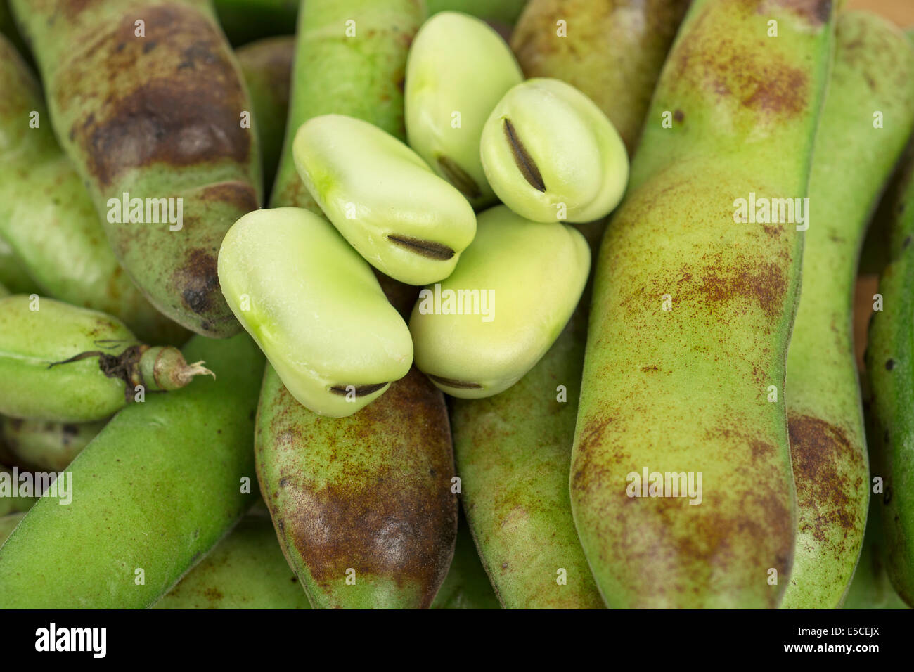 Broad Beans, Fava, Ripe, Mature Bean Stock Photo