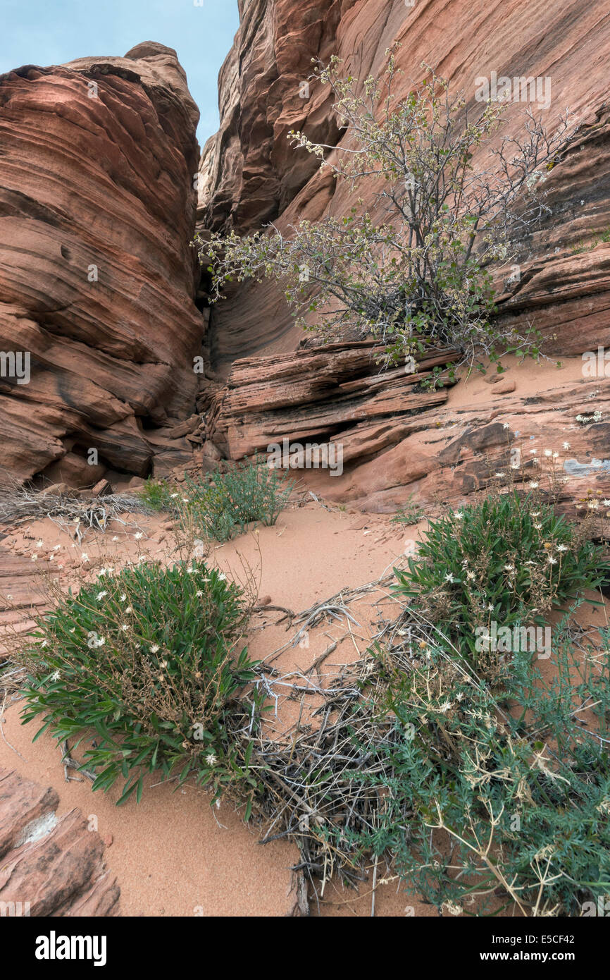 Spring flowers in a small sandstone canyon, Glen Canyon, Arizona Stock