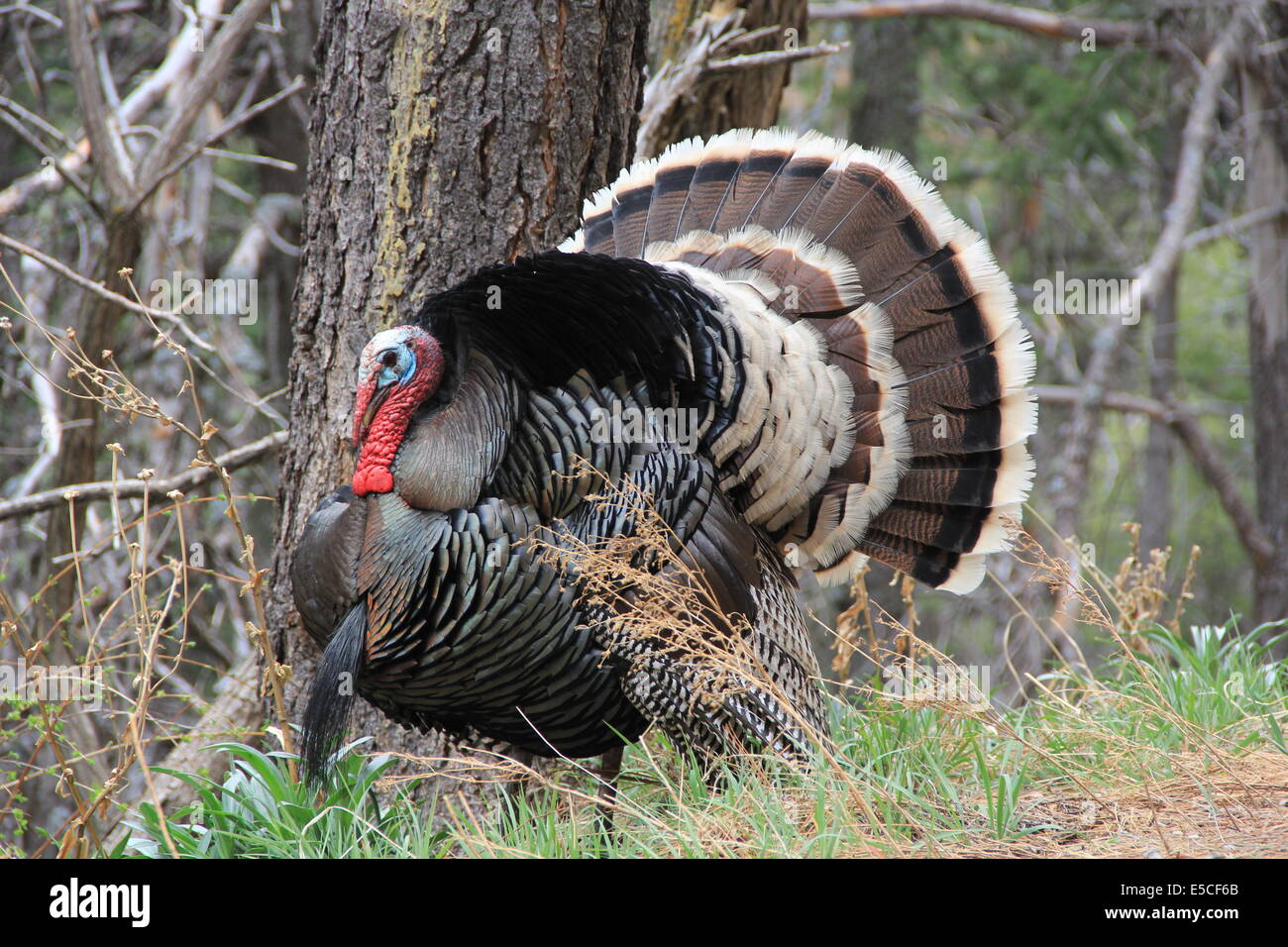 Wild male turkey gobbler in a natural Arizona wooded habitat showing