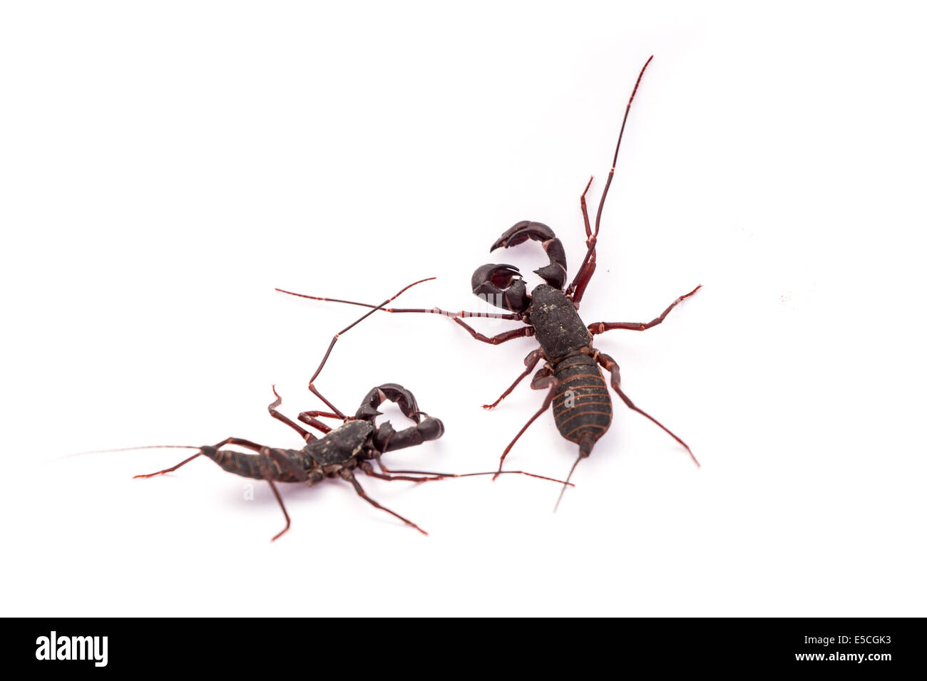 vinegaroon scorpion isolated on white background Stock Photo
