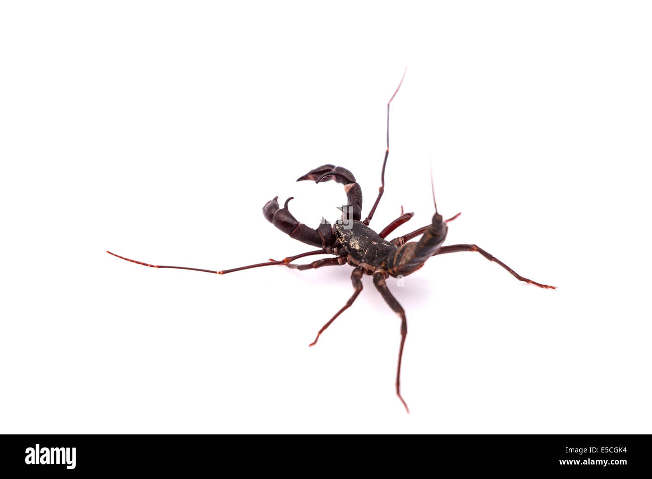 vinegaroon scorpion isolated on white background Stock Photo