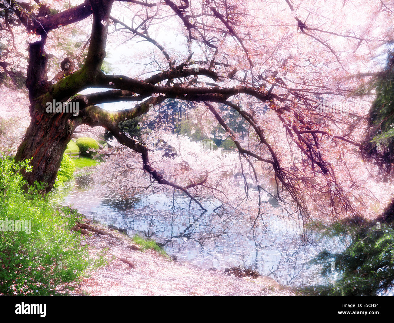 Blossoming cherry tree branches touching water with artistic light bloom effect. Shinjuku Gyoen National Garden in Tokyo, Japan. Stock Photo