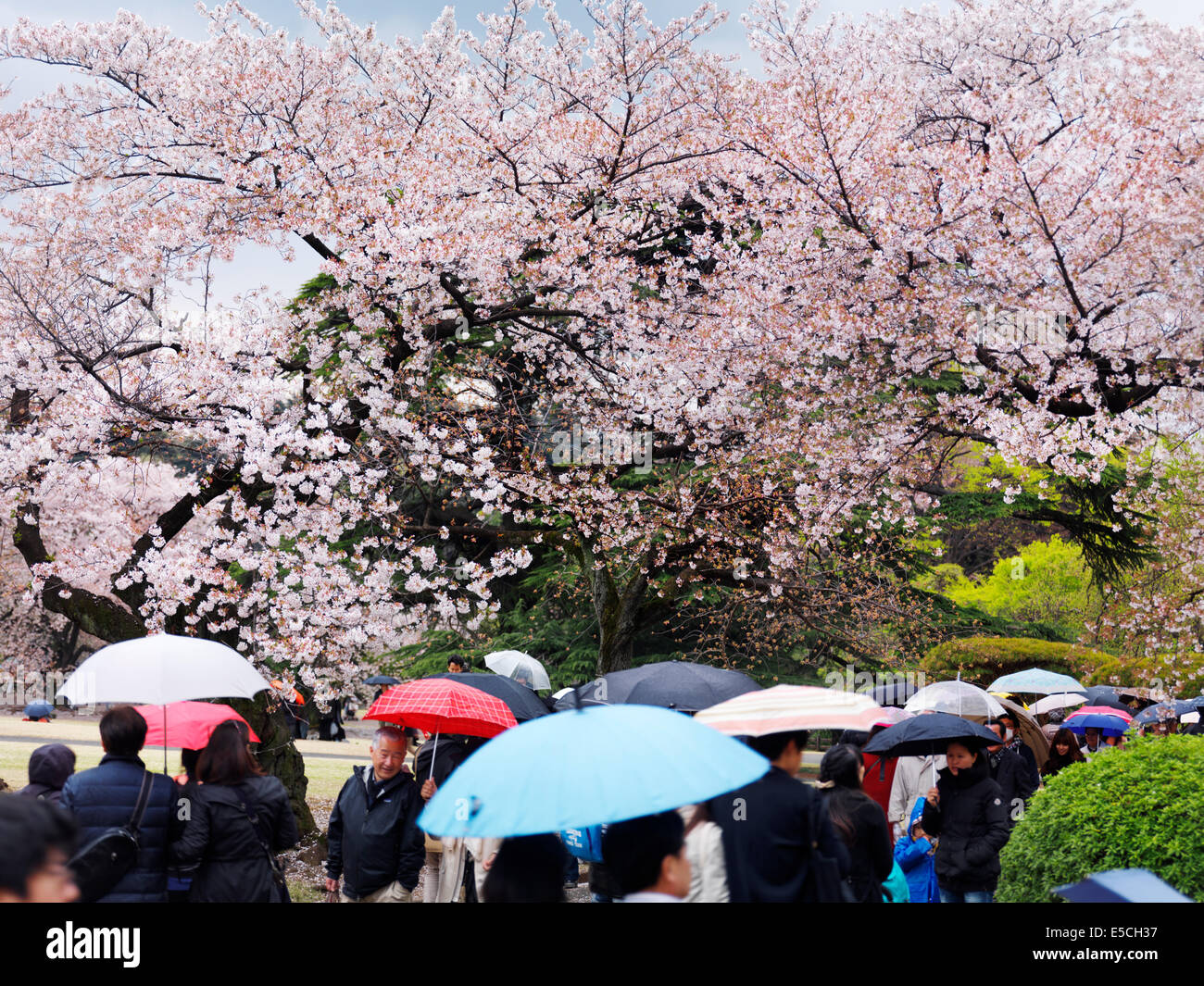 People with colorful umbrellas under a rain during cherry blossom at Shinjuku Gyoen National Garden in Tokyo, Japan. Stock Photo