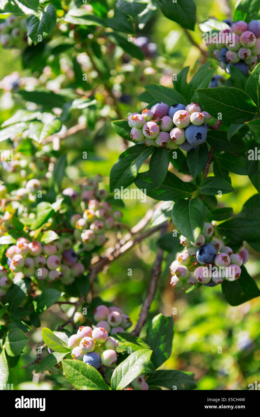 Blueberry bush close up hires stock photography and images Alamy