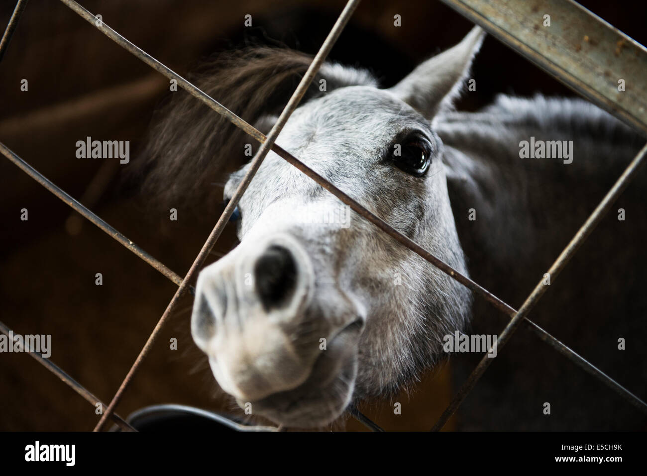 Pony, Horse looking through fence Stock Photo