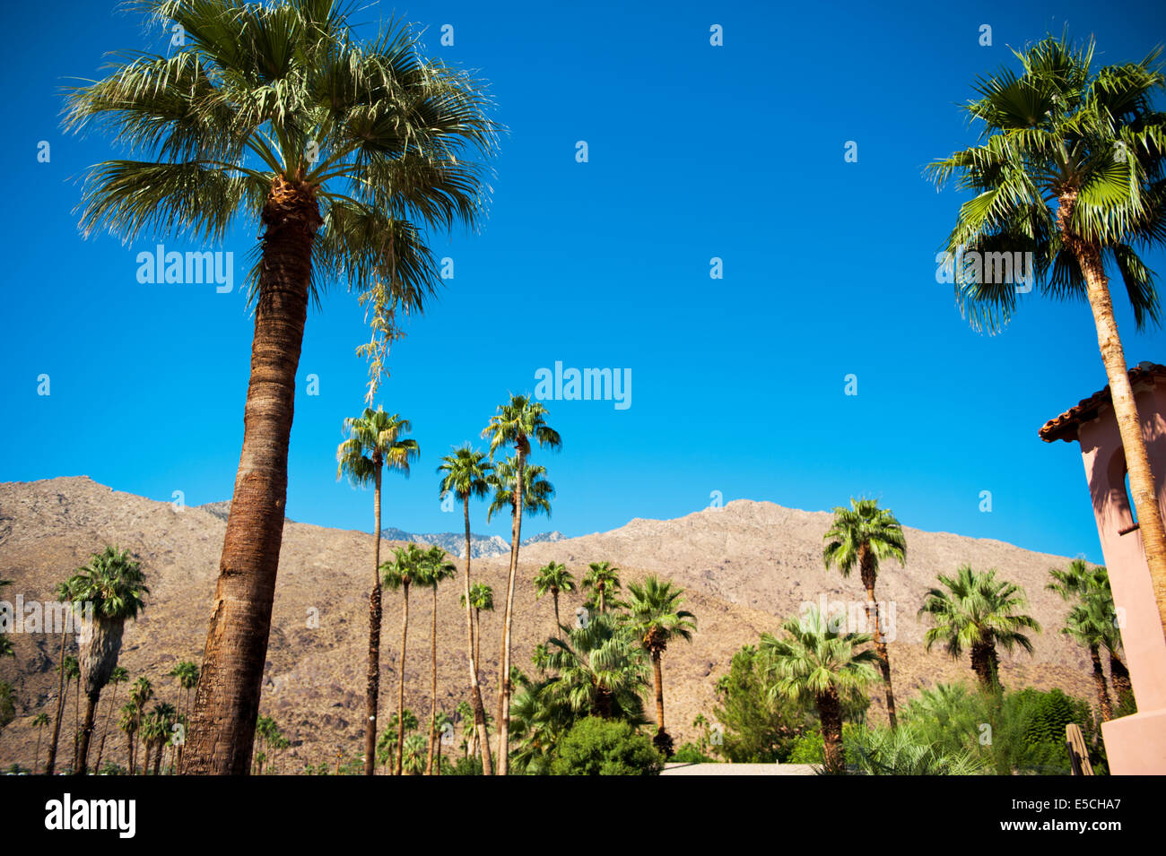 Palm Desert California Palm Trees and mountain Stock Photo