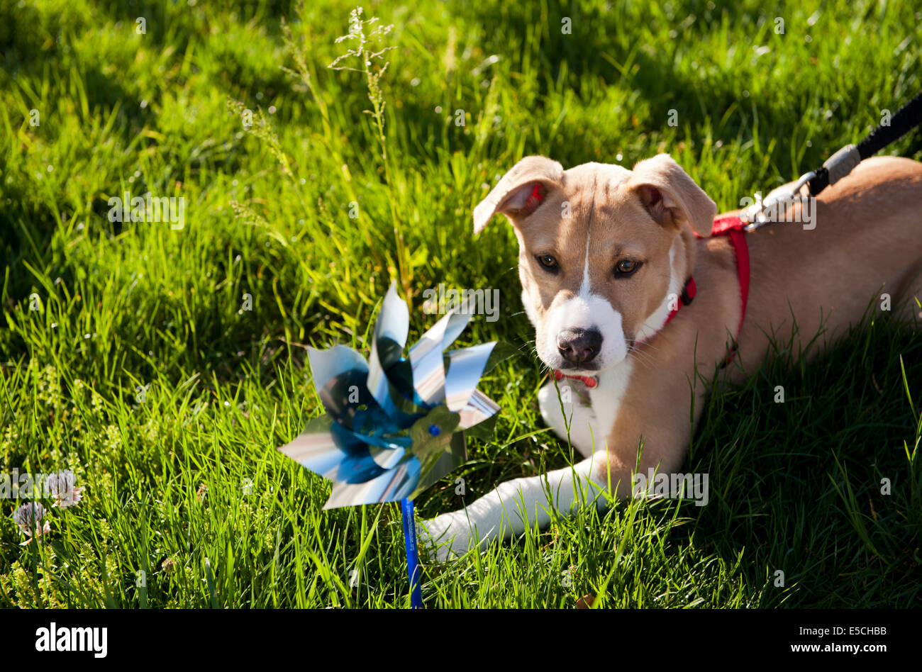 Dog Playing with Pin-Wheel on a bright sunny morning Stock Photo