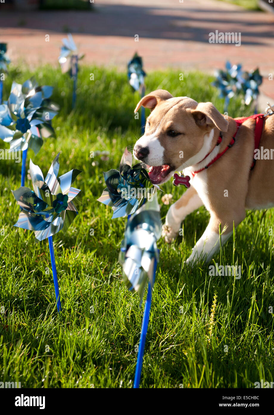 Dog Playing with Pin Wheels on a bright sunny morning Stock Photo