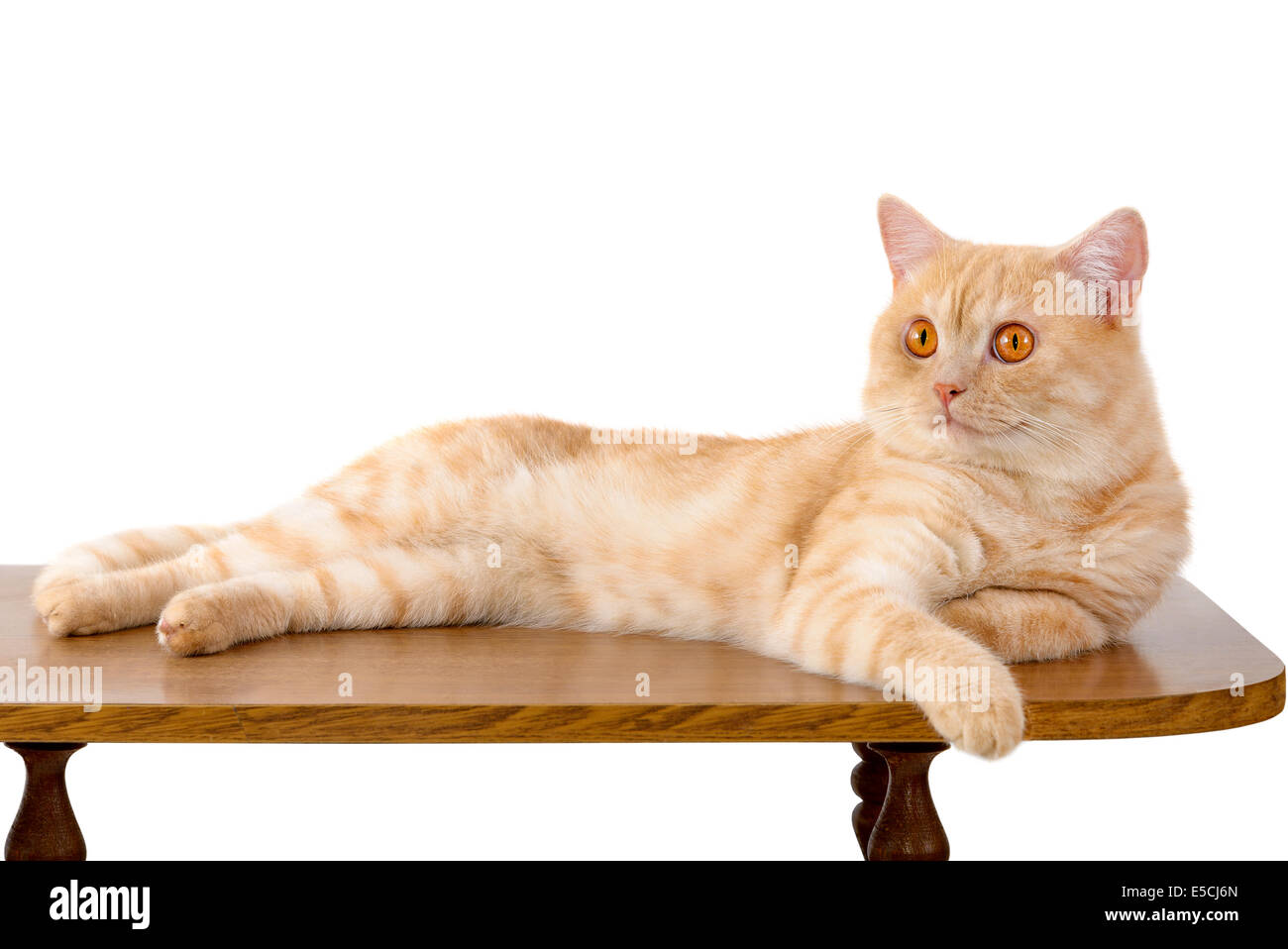 The red cat lies on a table Stock Photo