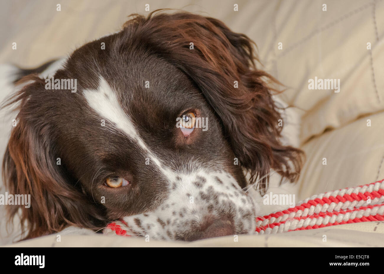 A six month old English Springer Spaniel puppy playing with a toy ...