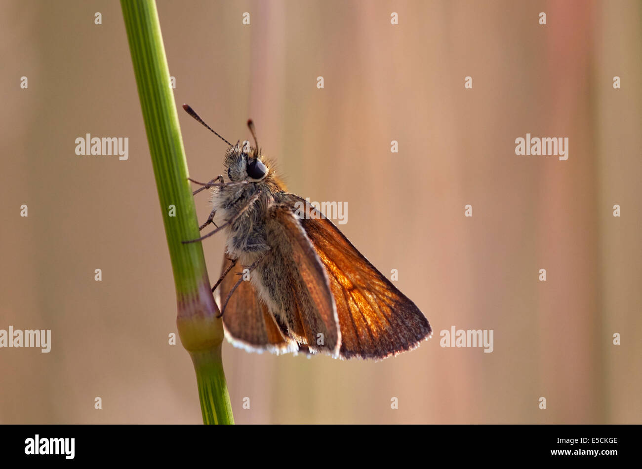 Small Skipper butterfly at rest on grass. Charmouth, Dorset, England. Stock Photo