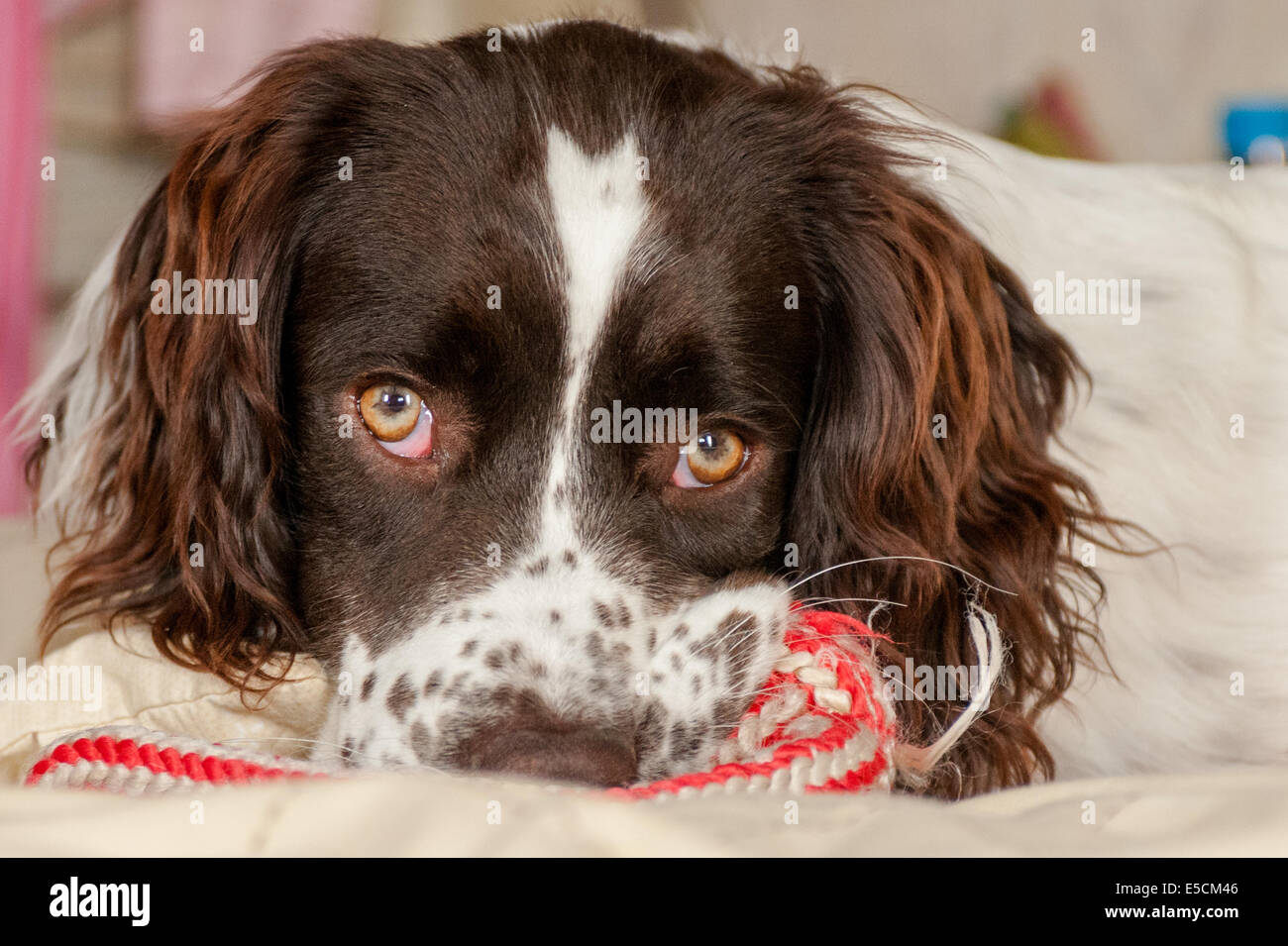 toy springer spaniel
