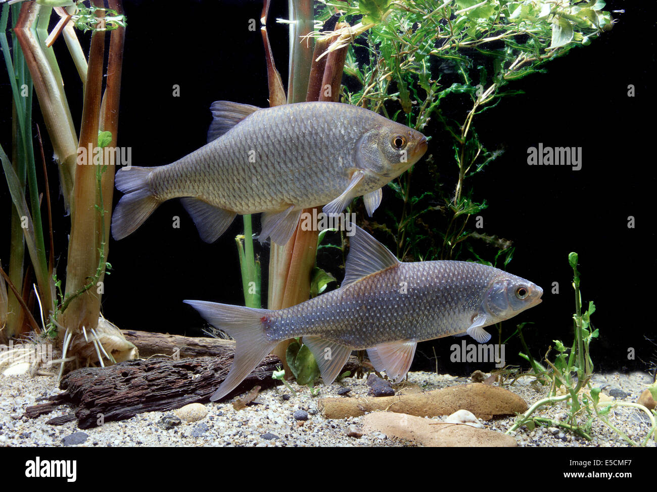 Common Rudd (Scardinius erythrophthalmus), top, and Common Roach (Rutilus rutilus), bottom Stock Photo