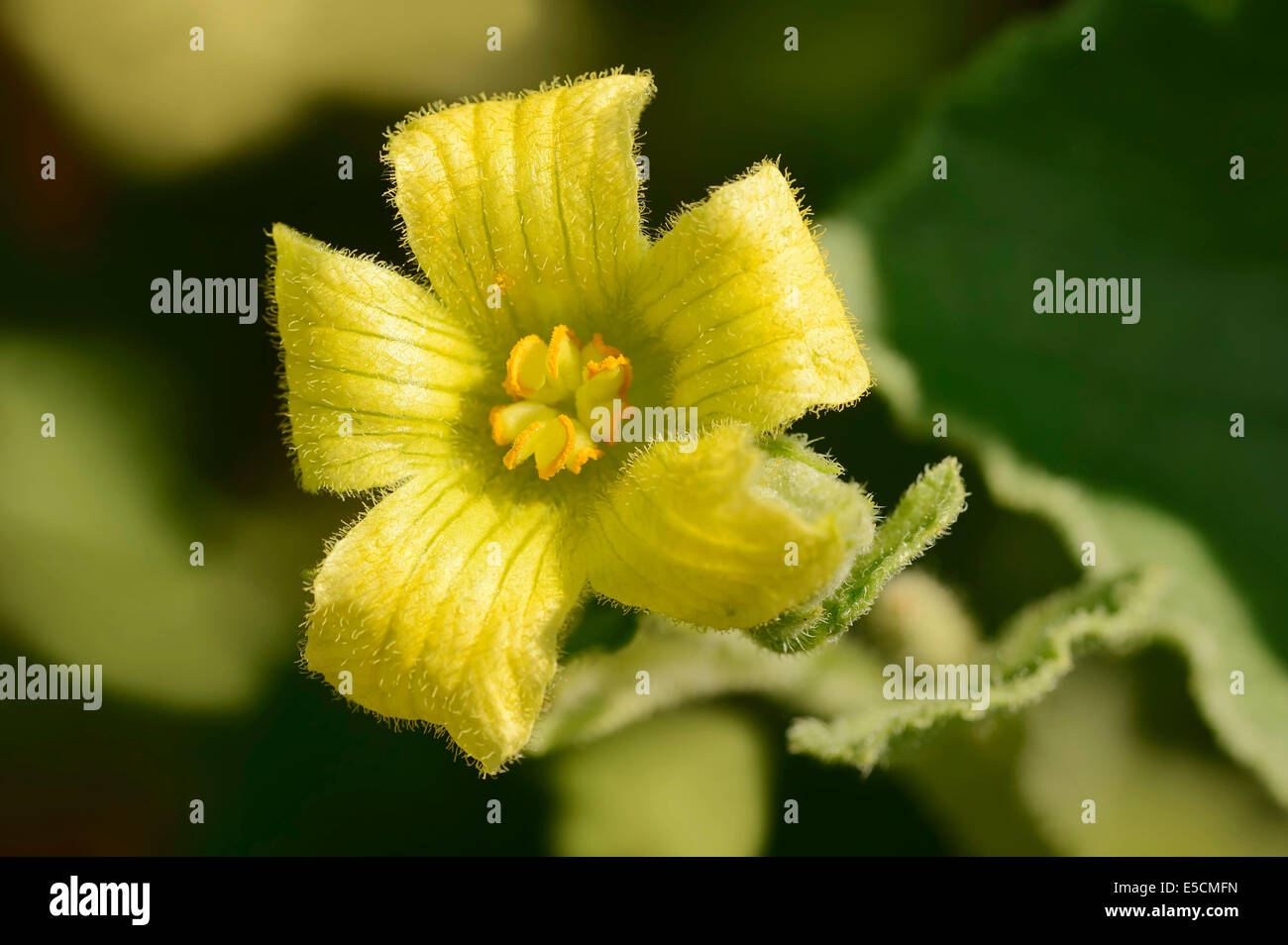 Squirting cucumber (Ecballium elaterium), blossom, North Rhine-Westphalia, Germany Stock Photo