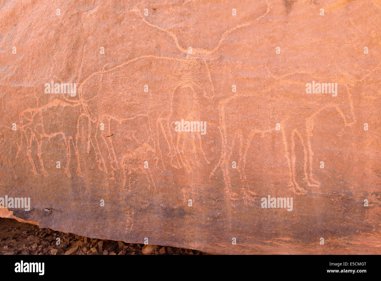 Neolithic rock art, Bubaline or Bubalus period, rock engraving of bulls, Iherir canyon, Tassili n'Ajjer National Park Stock Photo