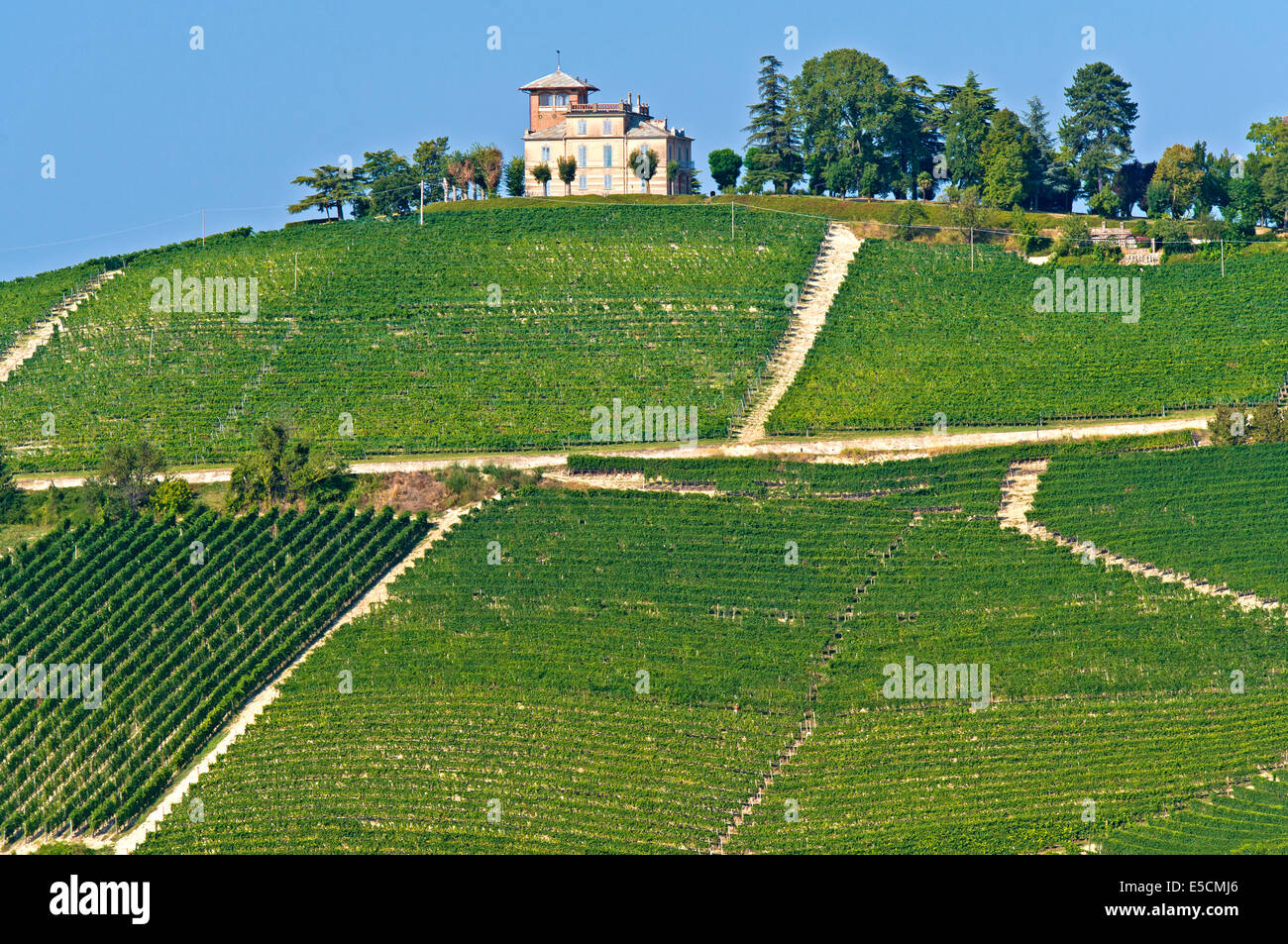 Vineyard for Nebbiolo grapes in Alba, Piedmont, Italy Stock Photo
