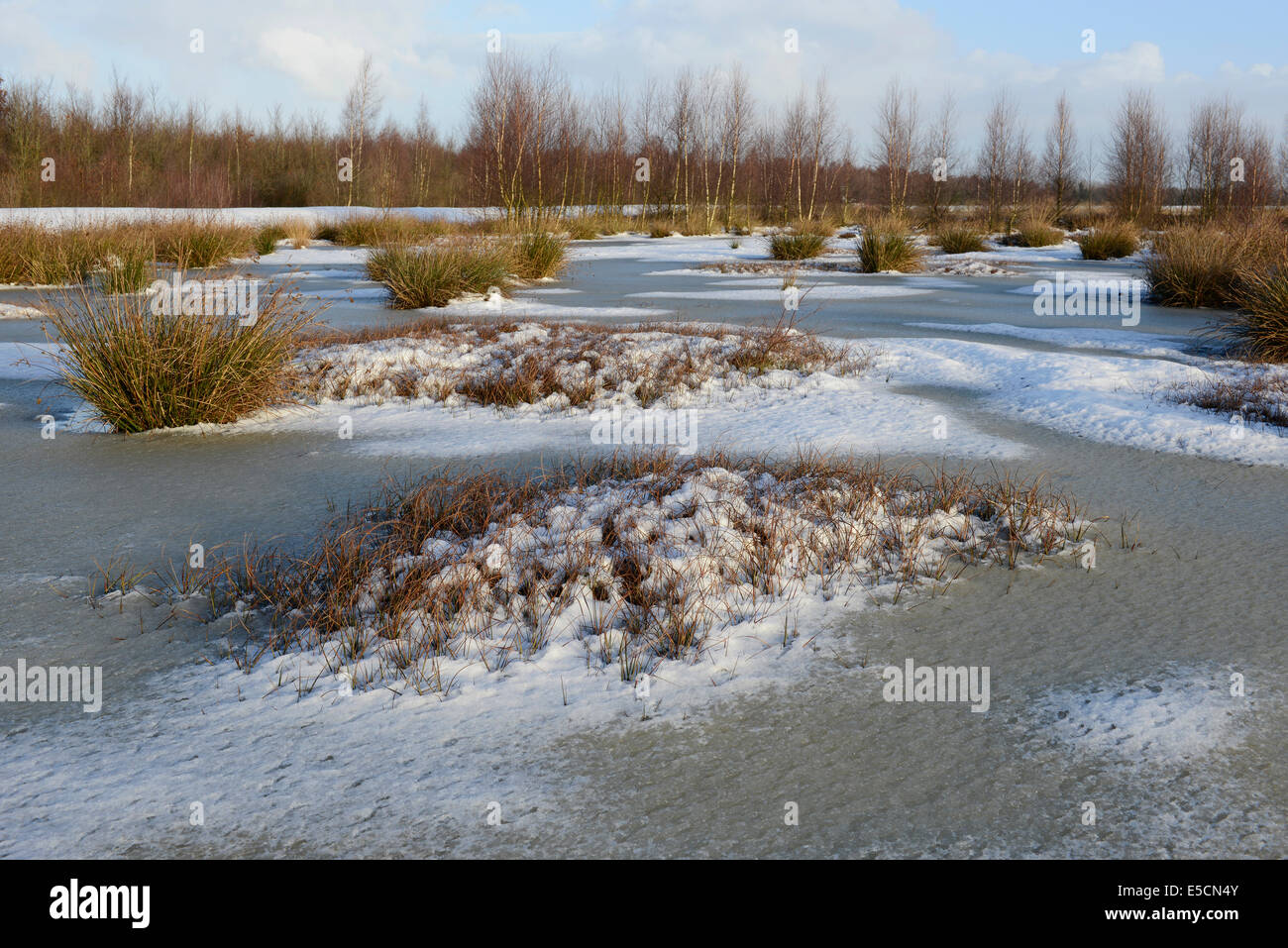 Wintry moor, Emsland, Lower Saxony, Germany Stock Photo