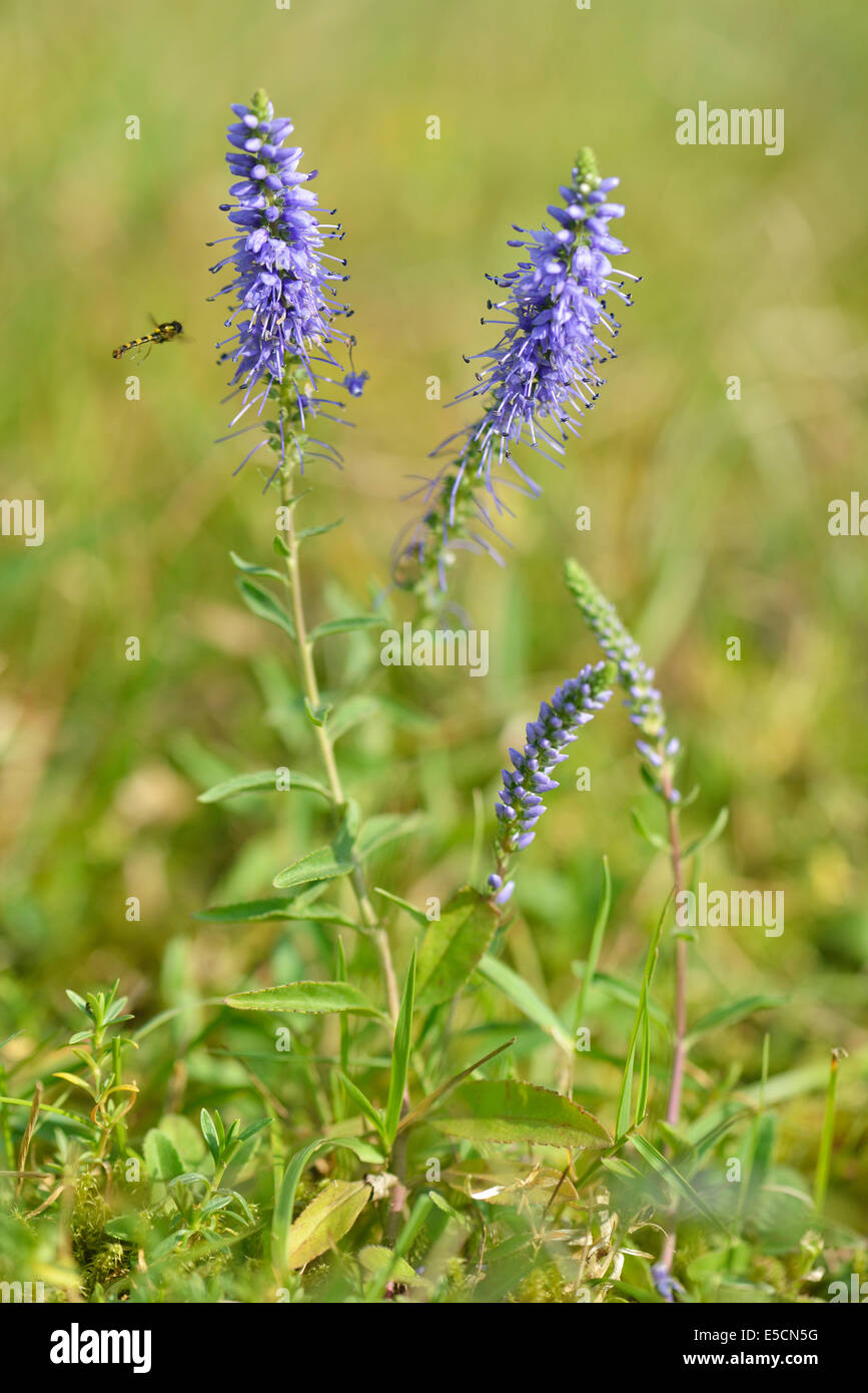 Spiked speedwell (Veronica spicata), Emsland, Lower Saxony, Germany Stock Photo
