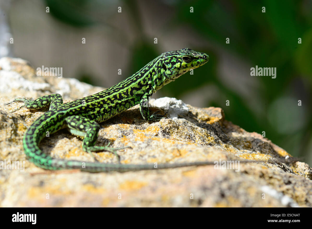Tyrrhenian Wall Lizard (Podarcis Tiliguerta), Sardinia, Italy Stock Photo