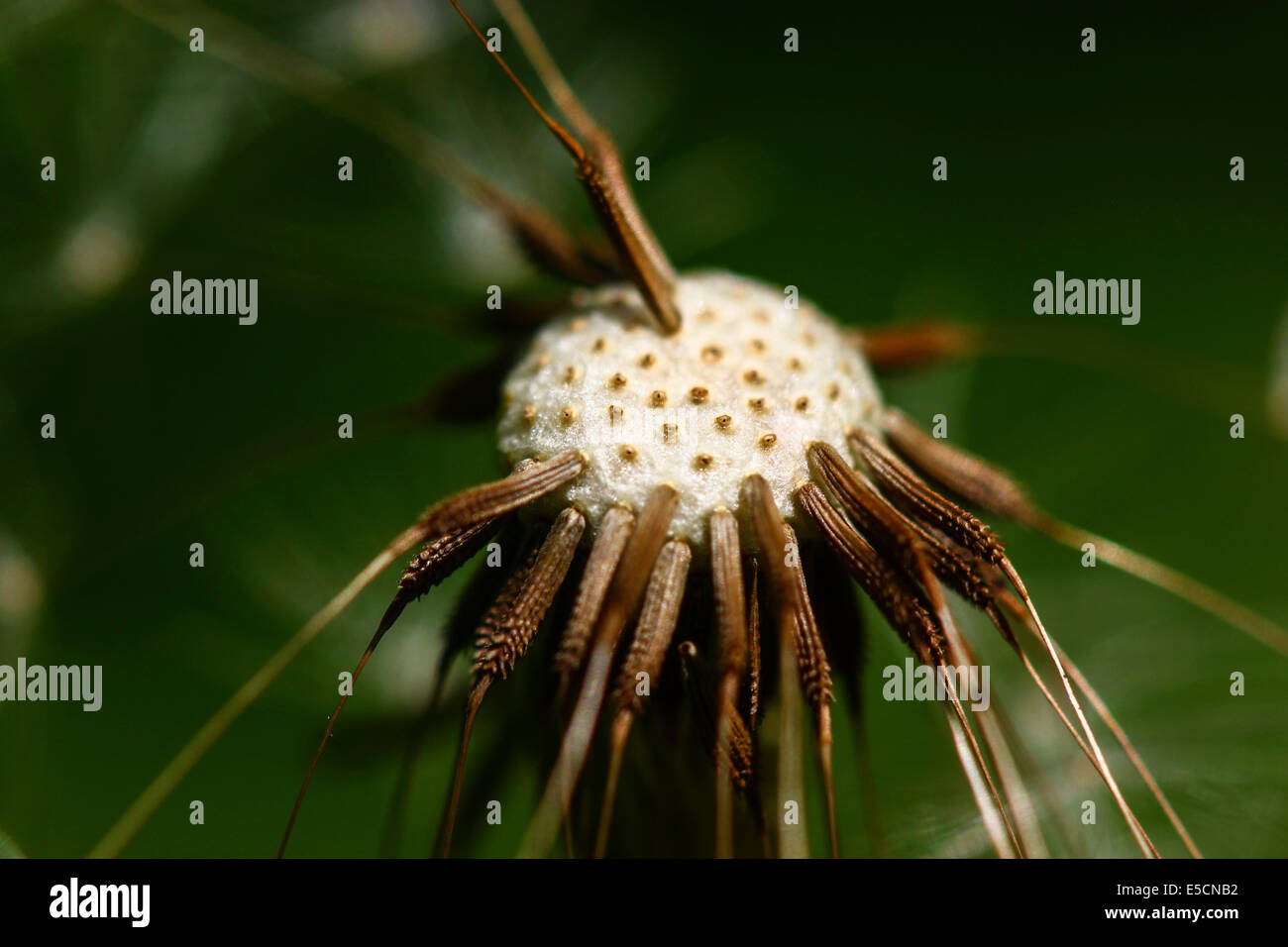 Common Dandelion (Taraxacum officinale), blowball, head with individual seeds Stock Photo