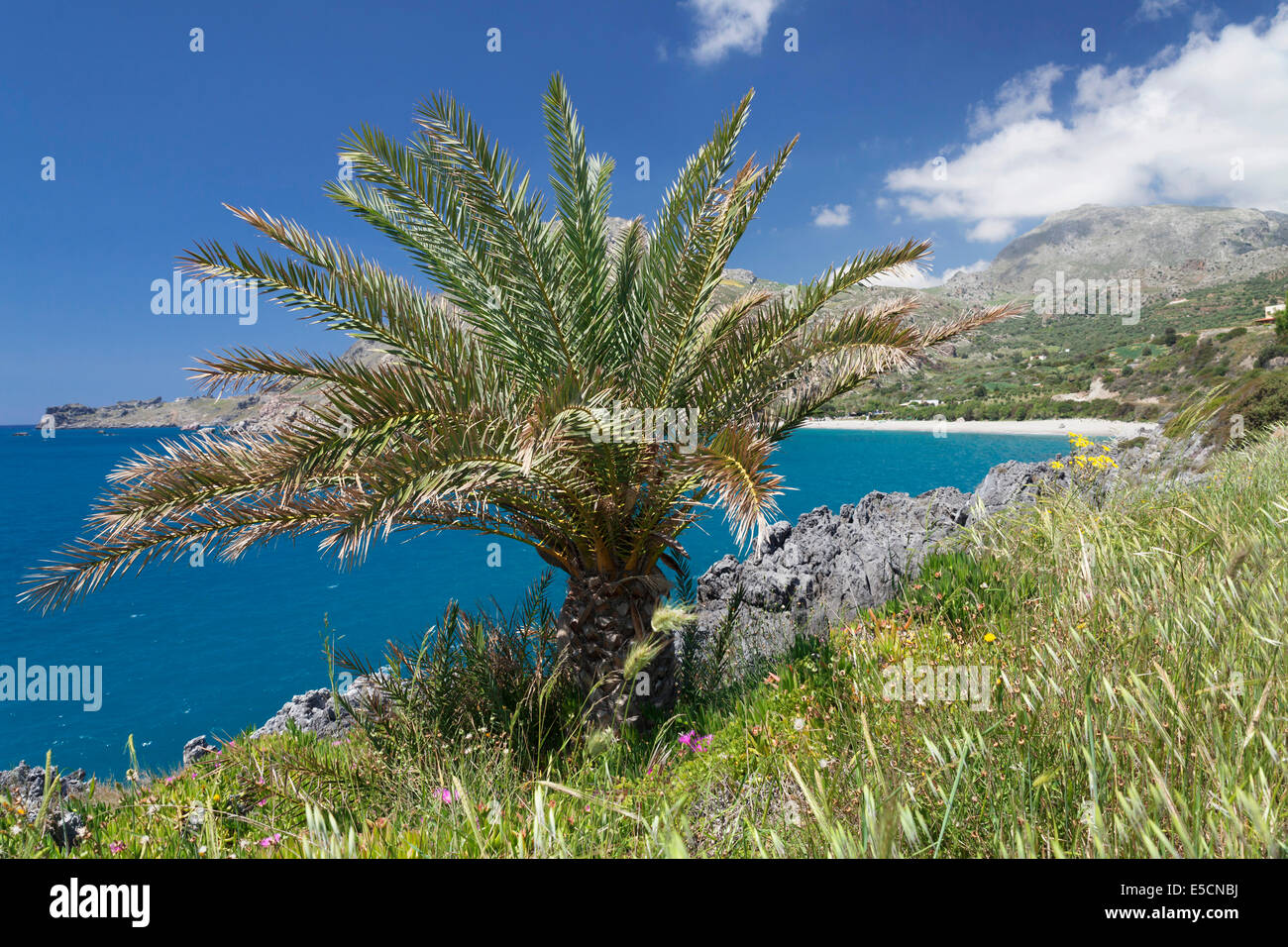 Palm, bay and beach of Souda Plakias, South Crete, Crete, Greece Stock Photo