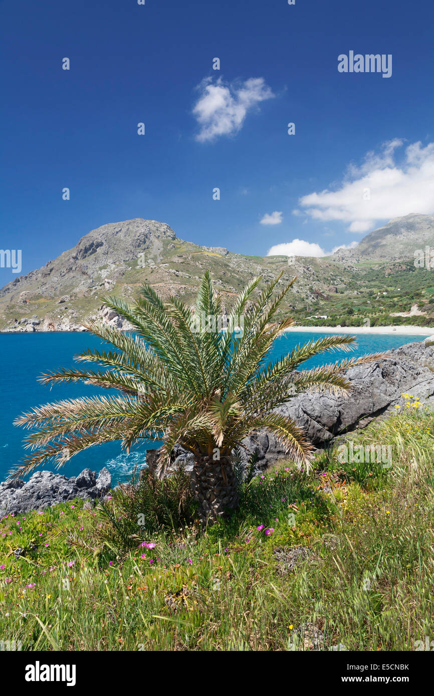 Palme, bay and beach of Souda Plakias, South Crete, Crete, Greece Stock Photo