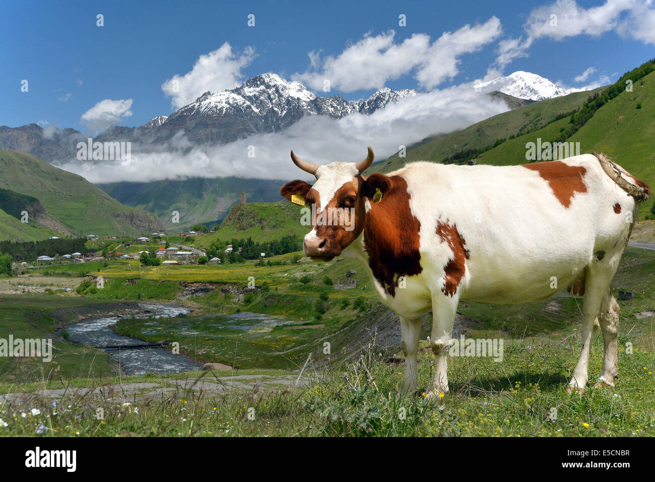 Cow on a pasture at River Tergi or Terek, near Sioni, High Caucasus, Mtskheta-Mtianeti region, Georgia Stock Photo