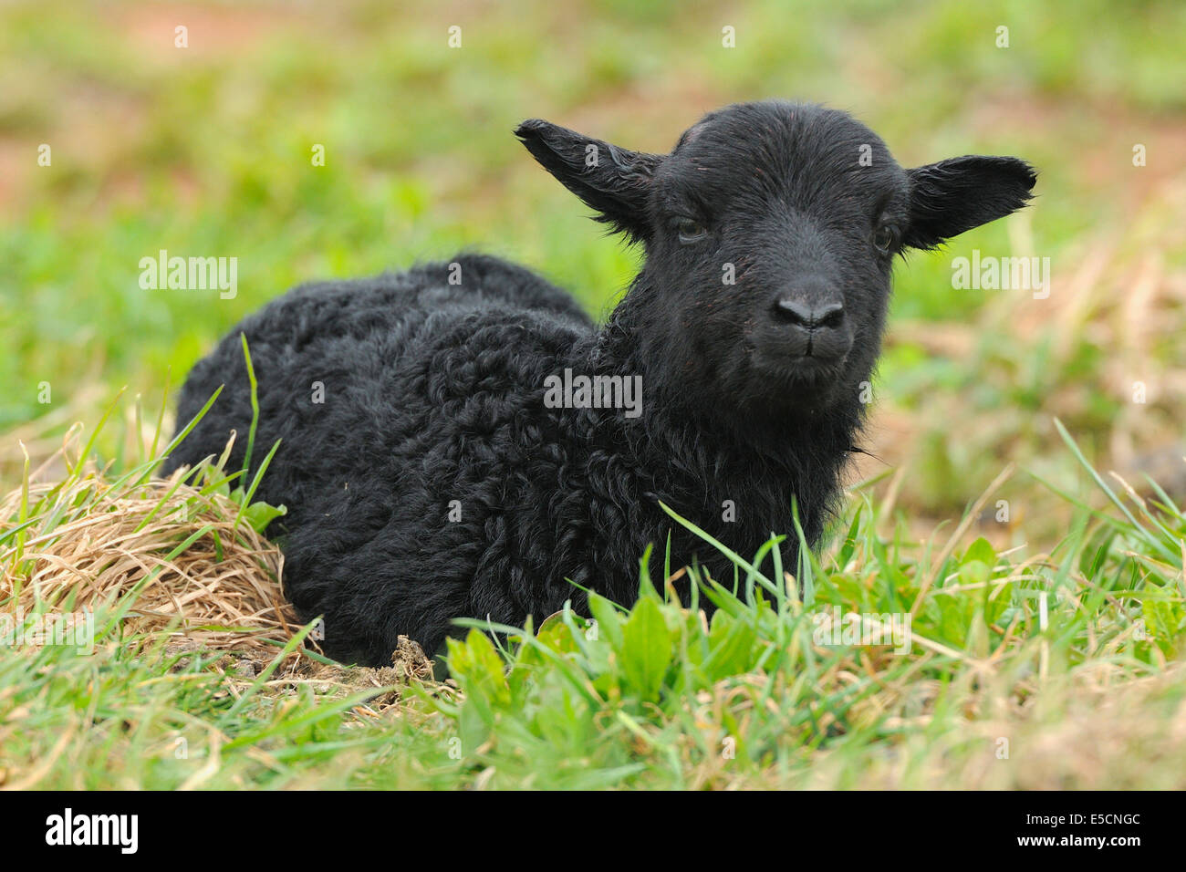 Newborn black lamb on a meadow, Heligoland, Schleswig-Holstein, Germany  Stock Photo - Alamy