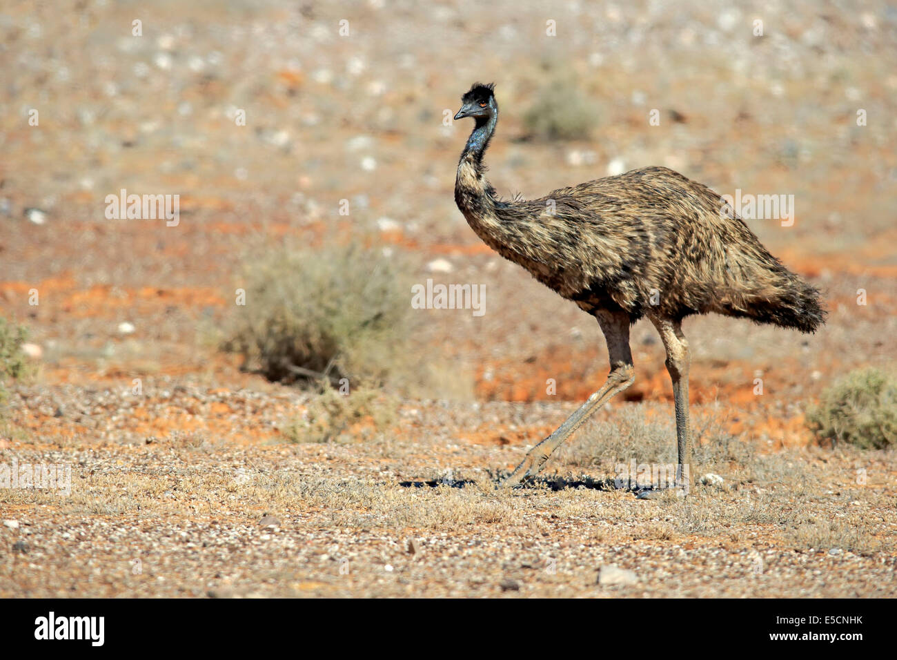 Emu (Dromaius novaehollandiae), adult, Sturt National Park, New South Wales, Australia Stock Photo