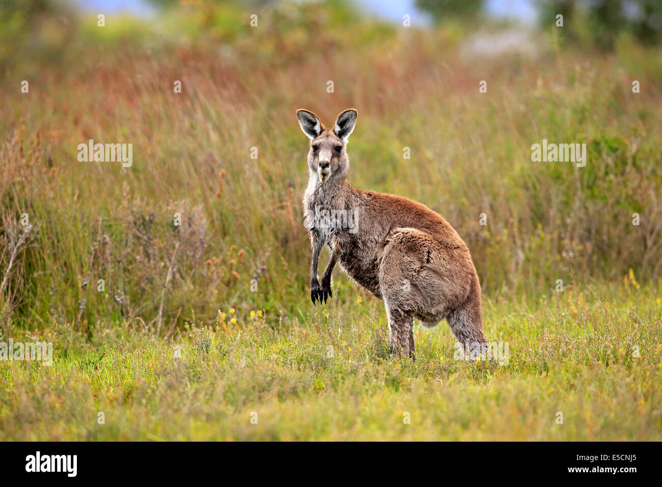Eastern Grey Kangaroo (Macropus giganteus), adult, alert, Wilsons Promontory National Park, Victoria, Australia Stock Photo