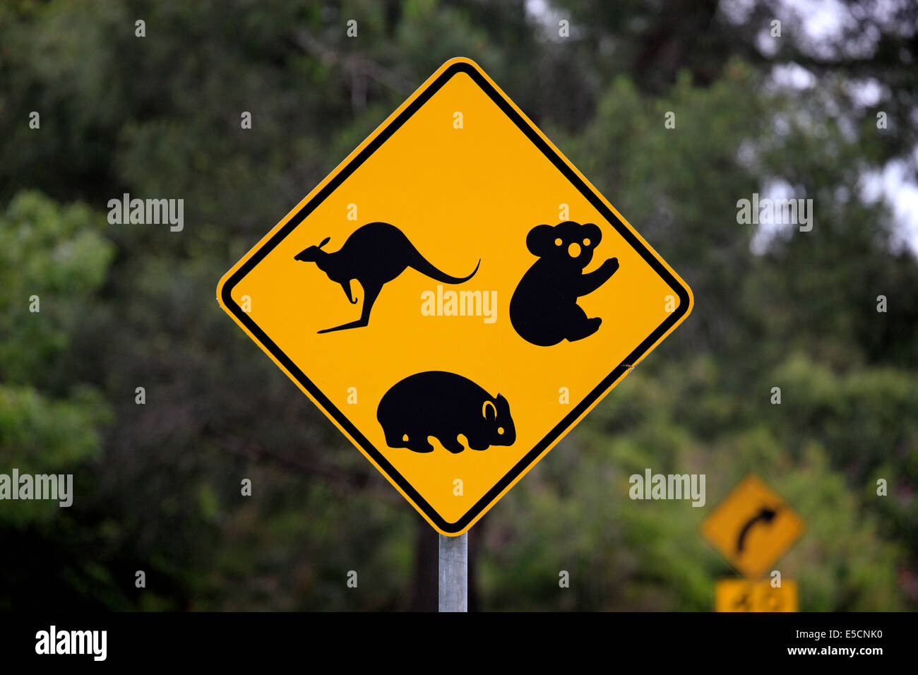 Warning sign, koala, wombat, kangaroo, Victoria, Australia Stock Photo