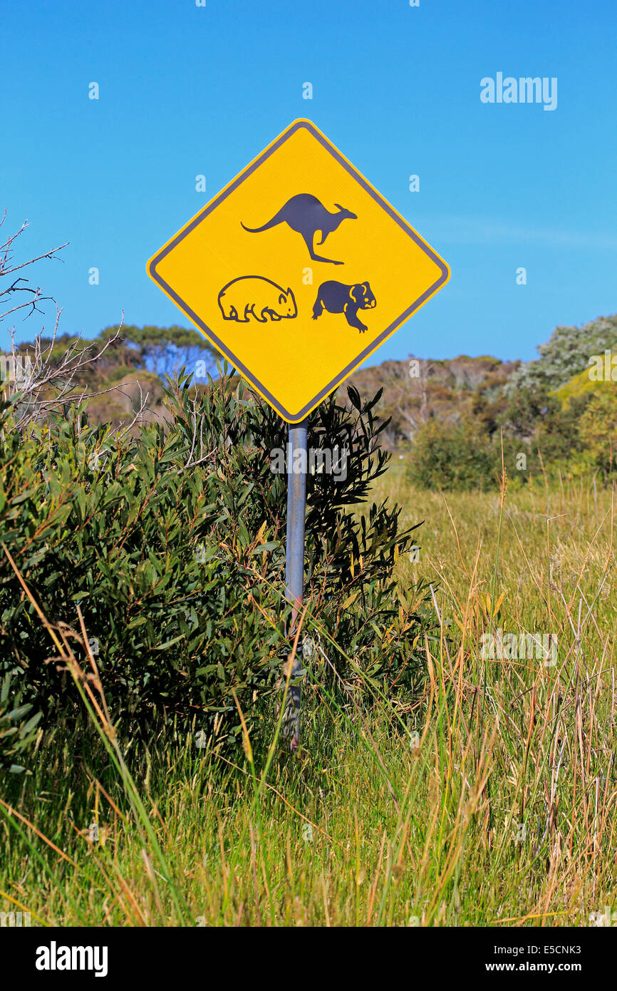 Warning sign, koala, wombat, kangaroo, Victoria, Australia Stock Photo