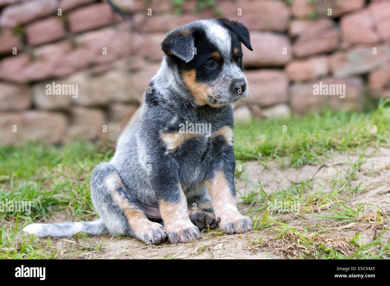 Australian Cattle Dog puppy, 7 weeks, in the garden, Elsenfeld breeding Stock Photo