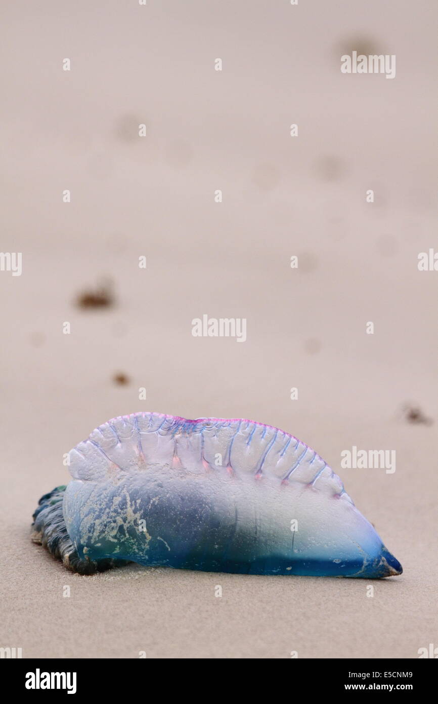 Portuguese man o' war or Bluebottle jellyfish washed onto a beach. Stock Photo