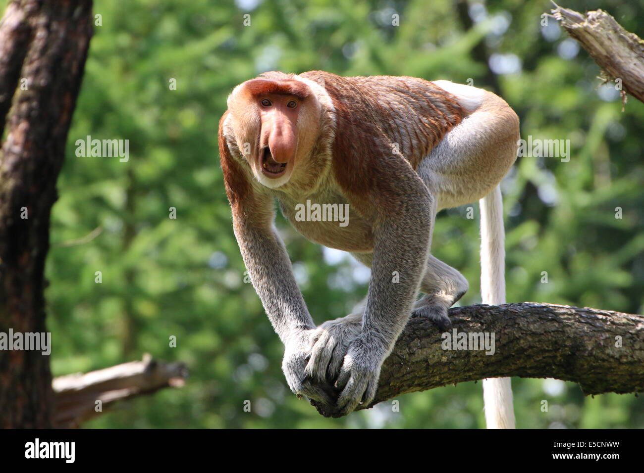 Monkey scared High Resolution Stock Photography and Images Alamy