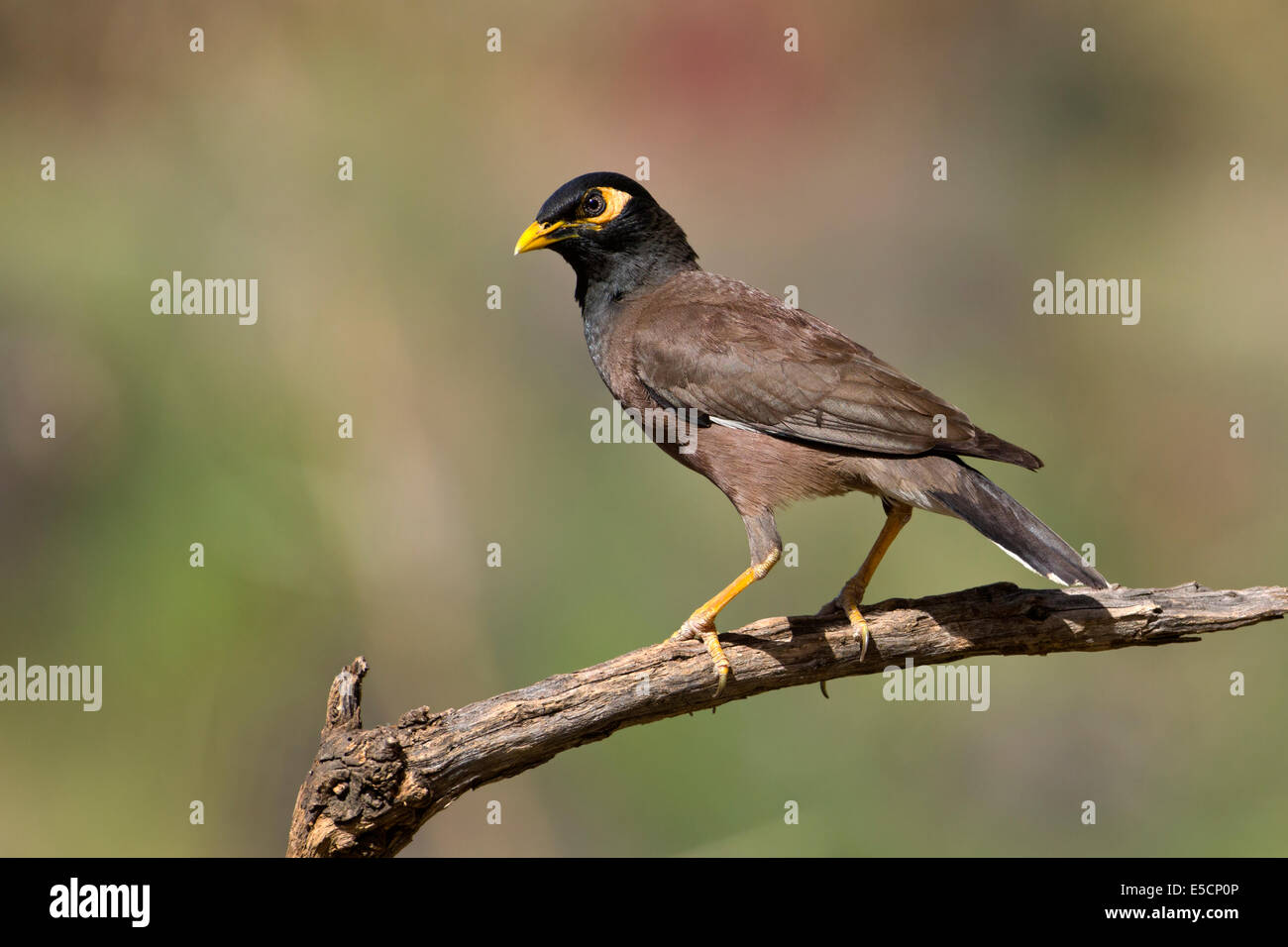 Native Indian Species Hi res Stock Photography And Images Alamy