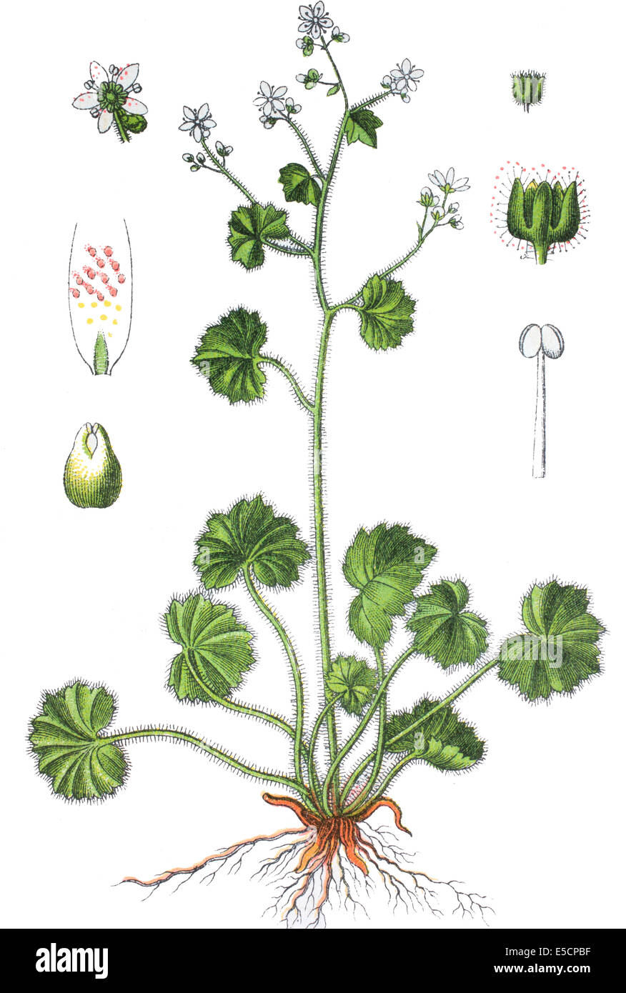 Saxifraga rotundifolia, common name round-leaved saxifrage Stock Photo