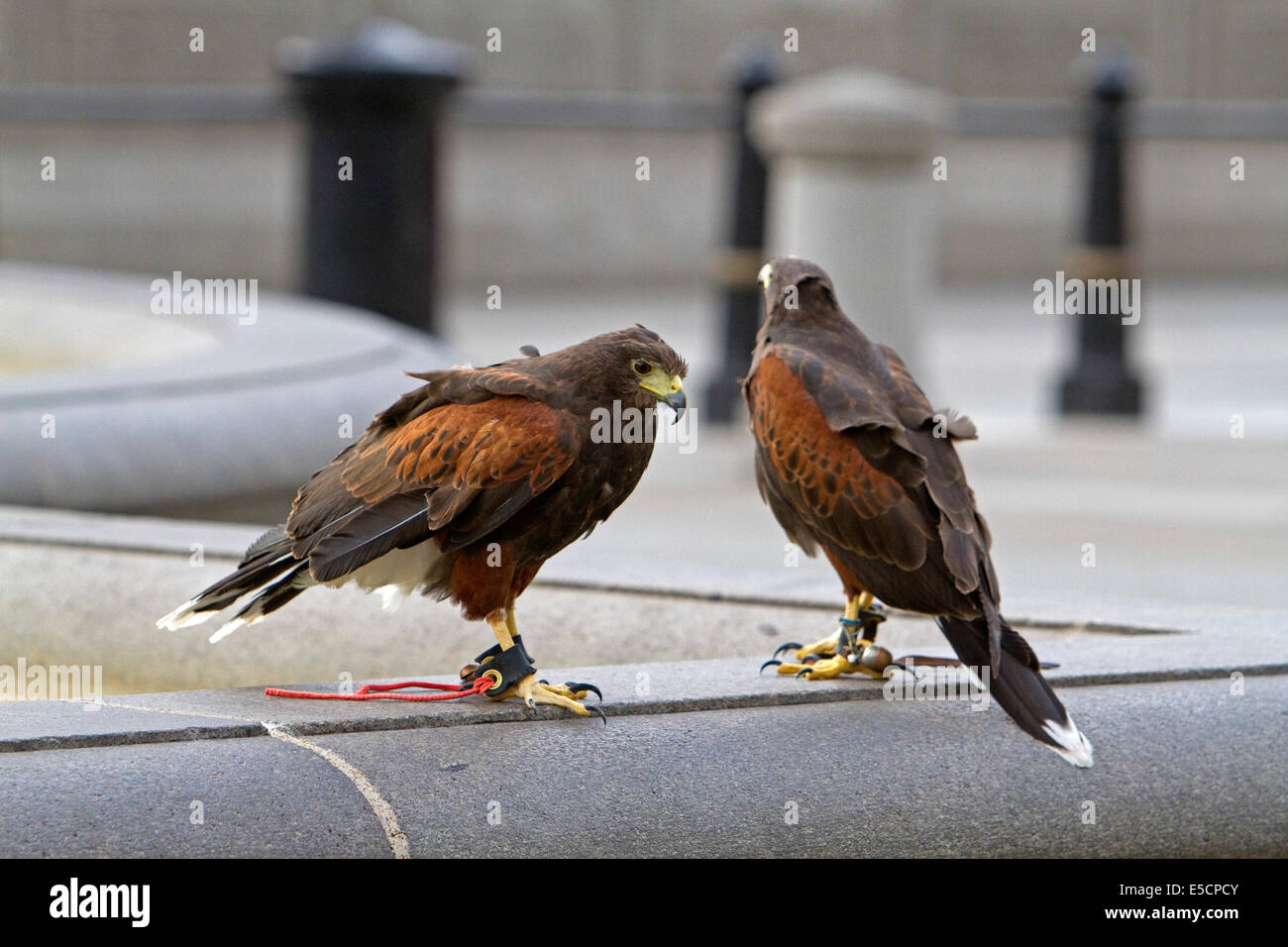 London,UK. 28th July, 2014. A pair of Harris Hawks help to control the