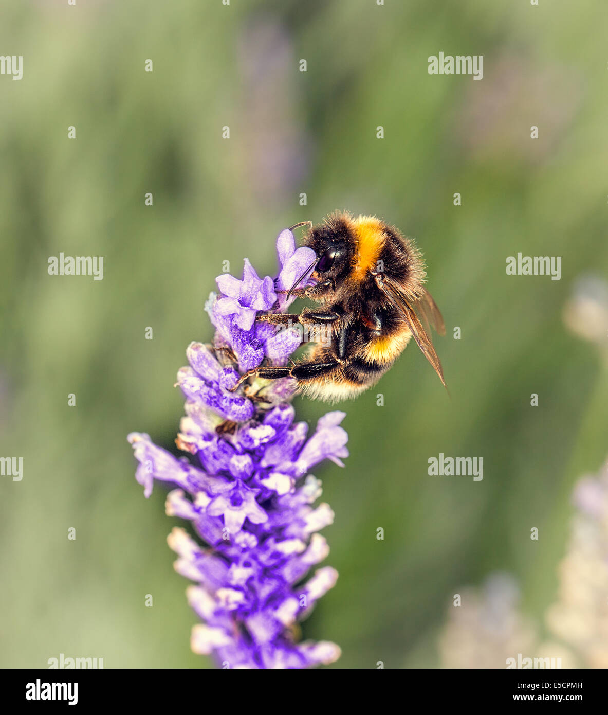 Bee gathering on lavender bloom Stock Photo